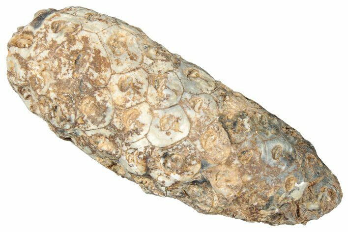 Fossil Cycadophyte Seed Cone - Boujdour, Morocco #325275